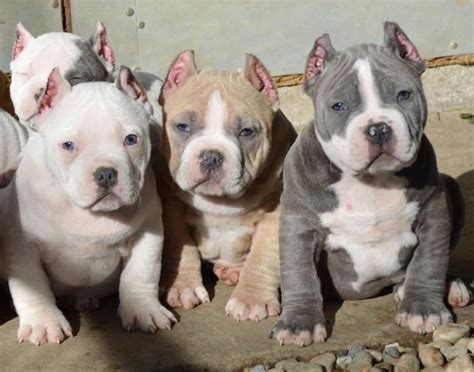 Find American Bully Dogs Or Puppies for sale in Gauteng. View American Bully breed standard, health and breeders to find your next breed. Search a wide selection of American bully Dogs & Puppies Gauteng ... R4,500 Registered, vet checked, vaccinated, microchipped, potty trained Rhodesian Ridgeback puppies for sale. Available now.8 …